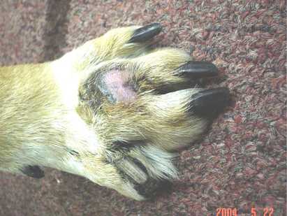 cancer_BabyBear_05222004