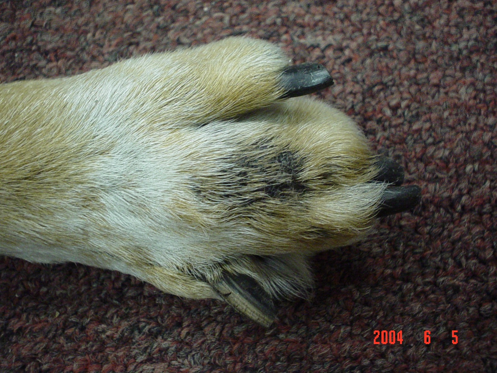 Cancer_BabyBear_06052004