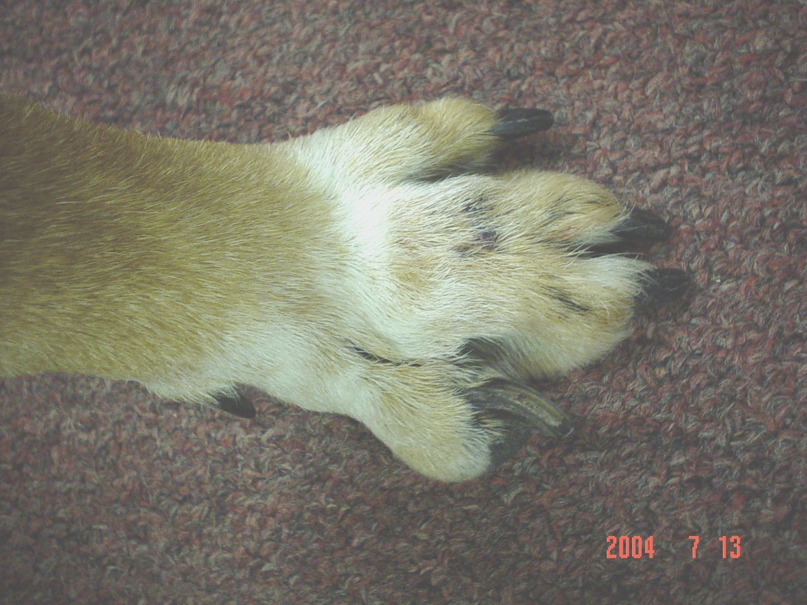 cancer_BabyBear_07122004