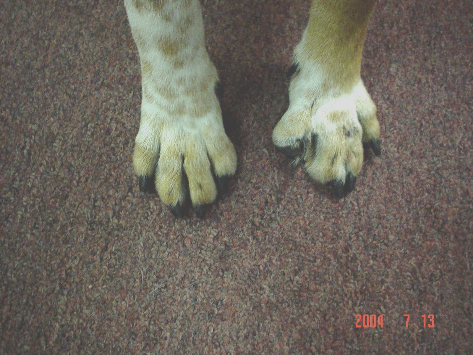 cancer_BabyBear_07132004