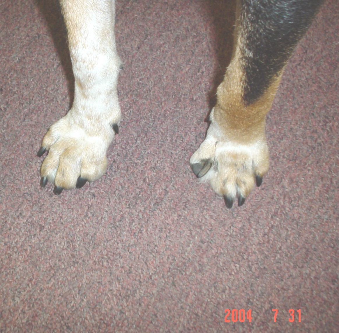 cancer_BabyBear_07312004