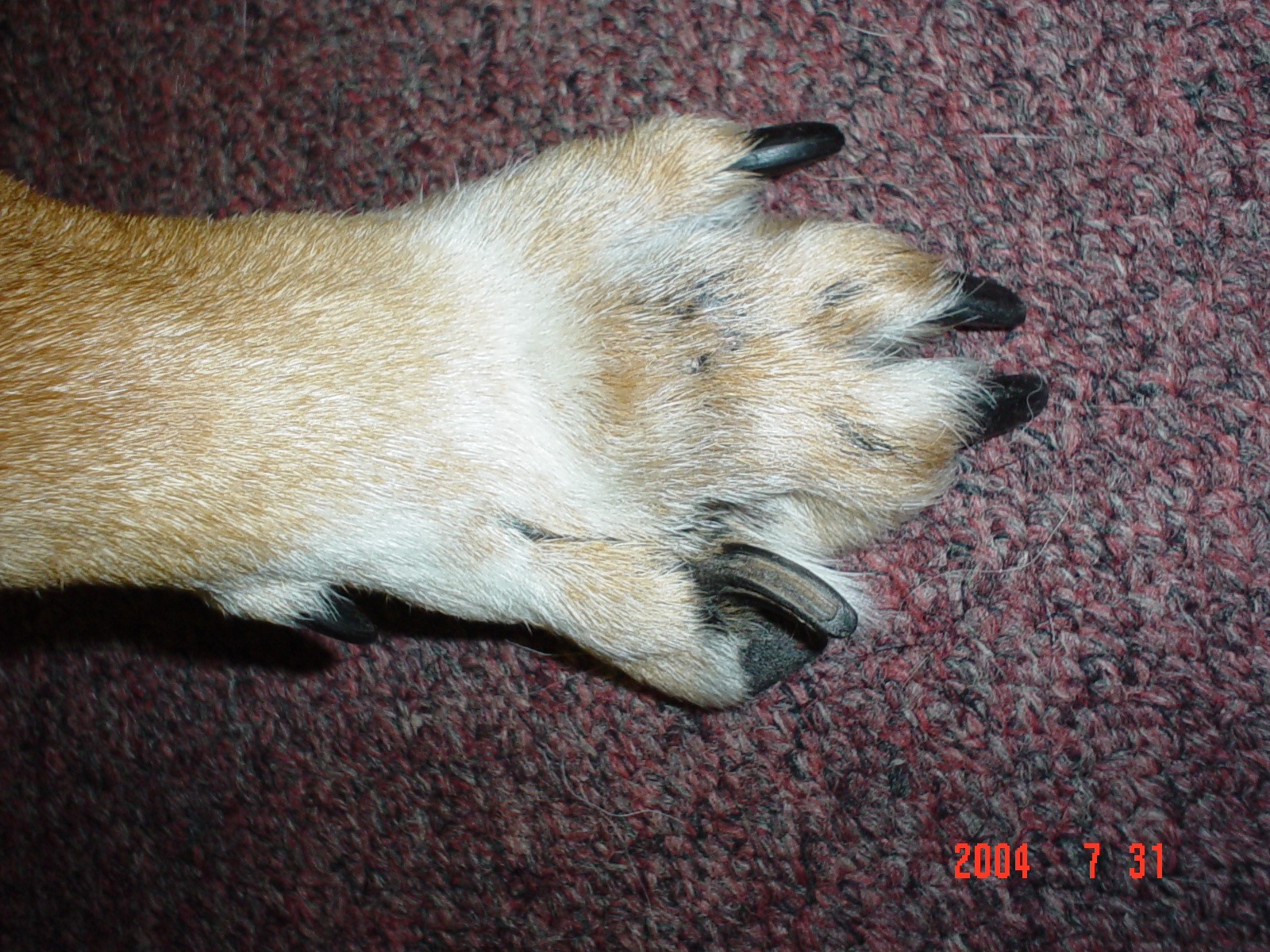 cancer_BabyBear_07312004