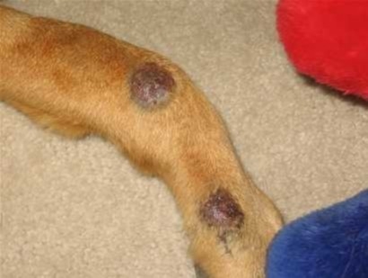 allergies_Kona-LP_leg-sores