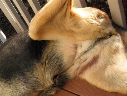 allergies_Kona-LP_belly-hair-grown-back